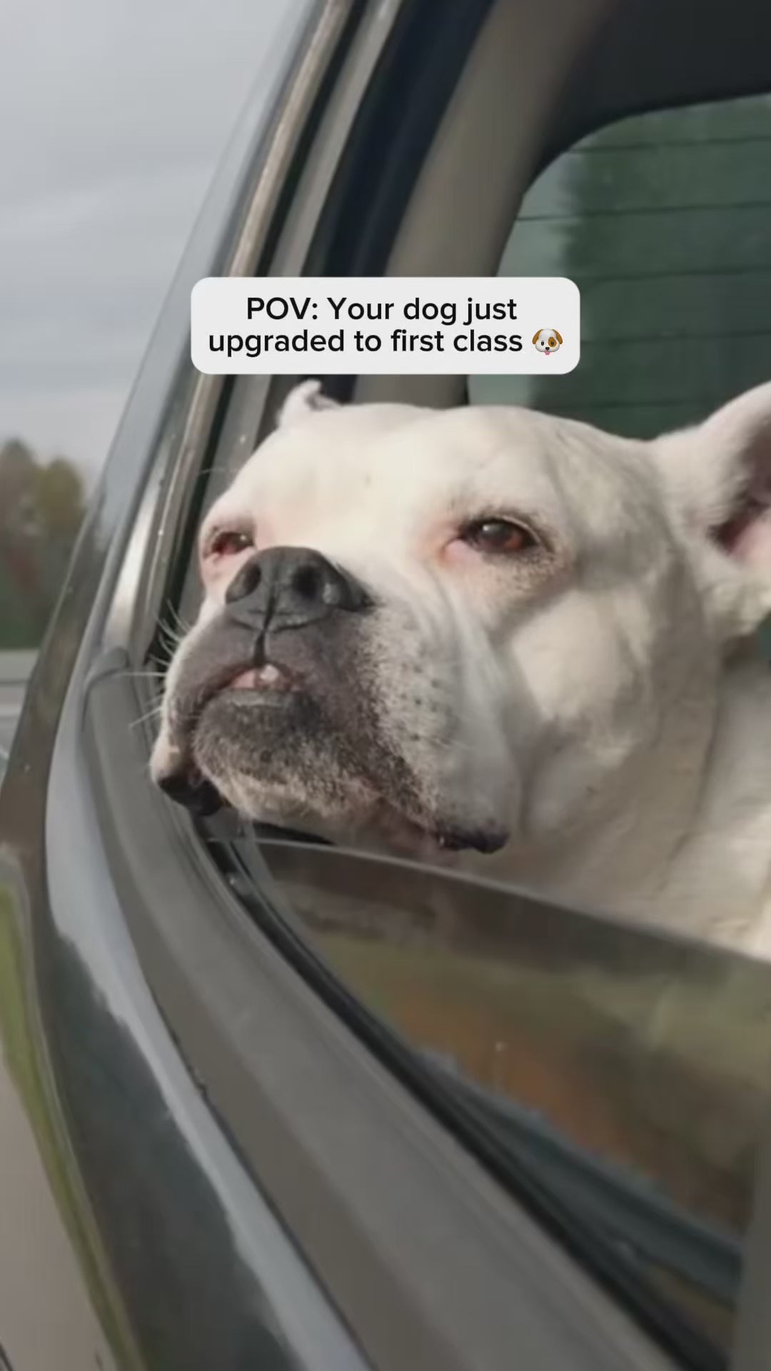 PawShield Pro